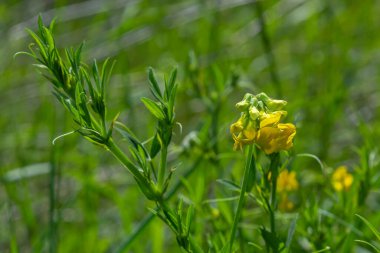 Bir Lathyrus pratensis çiçeği yaz çayırında yetişiyor..