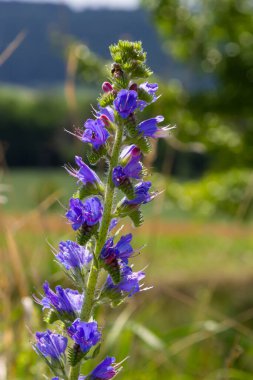 Echium vulgare. Güzel kır çiçekleri. Mavi çiçekler, yaz çiçekleri. Yakın plan. bokeh. Güzel doğa. Güneşli havada çiçek açan çayır..