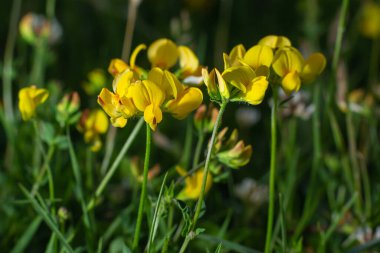 Açık sarı bal çiçeği lotus corniculatus doğal bulanık arka planda..