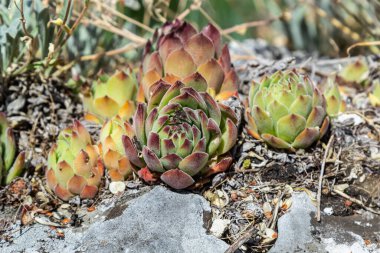 Sempervivum tectorum, sıradan Houseleek. Çiçek saksısında daimi bitki yetişiyor. Sempervivum doğada. Sonsuza kadar canlı bitki, sulu.