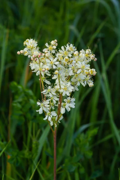 Dropwort, Filipendula vulgaris, aynı zamanda Fern yapraklı Dropwort olarak da bilinir. Avrupa 'daki kuru otlaklarda bulunan yabani bir çiçek..