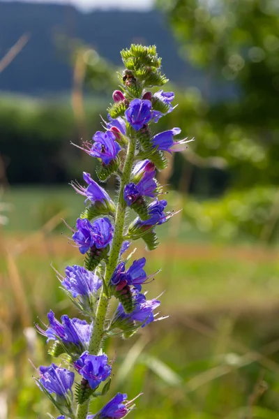 Echium vulgare. Güzel kır çiçekleri. Mavi çiçekler, yaz çiçekleri. Yakın plan. bokeh. Güzel doğa. Güneşli havada çiçek açan çayır..