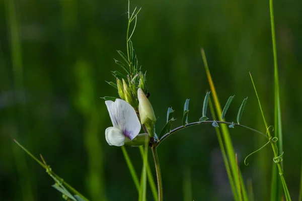 Vicia Barbazitae Vicia Laeta Fabaceae Wild Plant Shot Spring — Fotografia de Stock