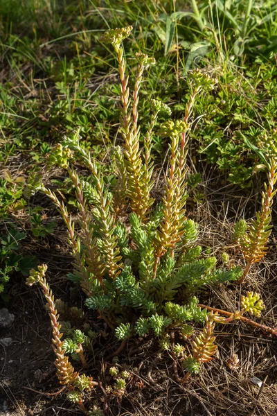 Sedum Sediforme Crassulaceae Wild Plant Shot Summer — Zdjęcie stockowe