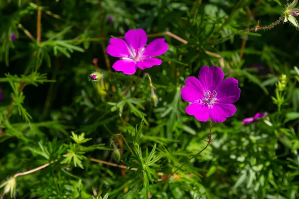 Purple Flowers Wild Geranium Maculatum Close Spring Nature Spring Garden — Stock Photo, Image
