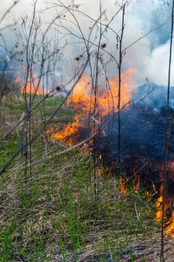 Bahçede eski kuru otları yakmak. Tarlada yanan kuru otlar. Orman yangını. Sakal tarlası çiftçiler tarafından yakılıyor. Sahada yangın.