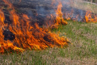 Burning old dry grass. Tongues red flame and burning dry yellowed grass in smoke.