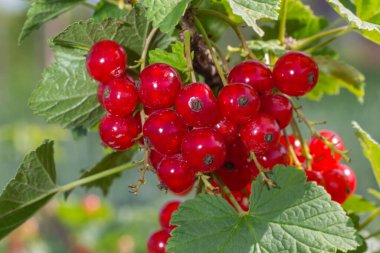 Yeşil arka plandaki bir bahçede olgun kırmızı frenk üzümü dalı.