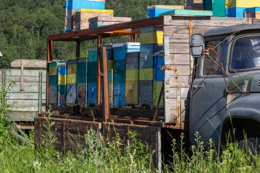 Sahadaki bir araba platformunda arı kovanları olan bir Apiary. Tekerlekli kovanları olan gezici arılar. Bal besin ve tıbbi özellikleri bakımından zengin yararlı bir doğal üründür. Yüksek kalite fotoğraf