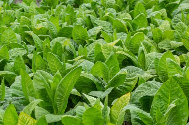 Bulanık tütün tarlasında yeşil yaprak tütünü, yakın plan. Tütün tarlasında büyük yaprak ekinleri yetişiyor..