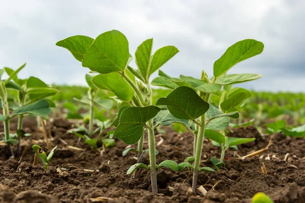 Plantes Fraîches Soja Vert Sur Champ Printemps Rangées Jeunes Plants — Photo