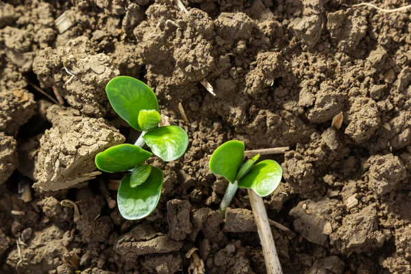若い植物の分野で大豆植物の葉のクローズアップ 農業作物の若い作物 選択的焦点 — ストック写真