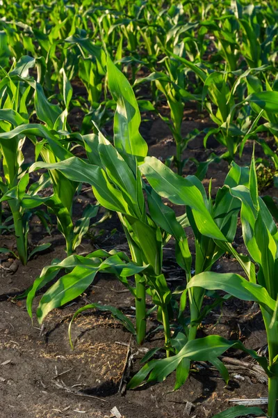 Unga Gröna Veteplantor Som Växer Ett Jordfält Närbild Groddar Råg — Stockfoto