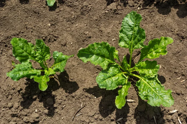 Agricultural scenery of of sweet sugar beet field. Sugar beets are young. Sugar beet field.