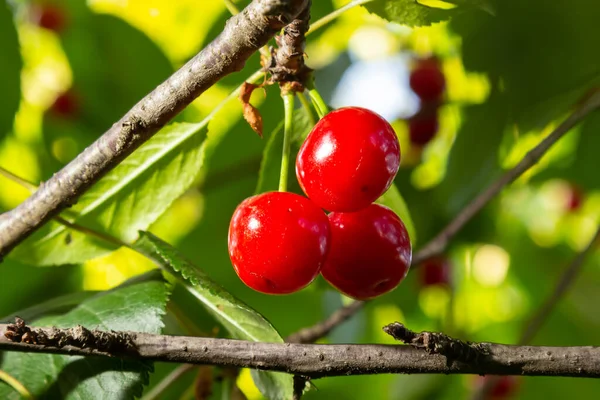 Red Ripe Cherry Berries Prunus Subg Cerasus Tree Summer Vegetable — Stock Photo, Image