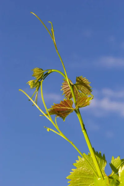Świeże Zielone Liście Winorośli Winnicy Przed Wspaniałym Błękitnym Niebem — Zdjęcie stockowe