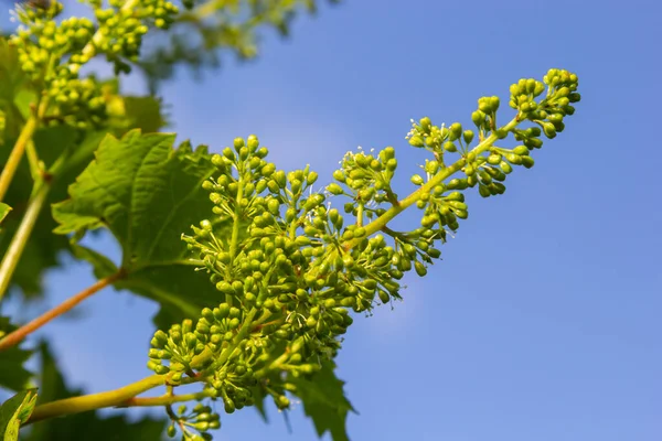 Jeune Ovaire Raisin Vert Printanier Frais Contre Ciel Bleu Lumière — Photo