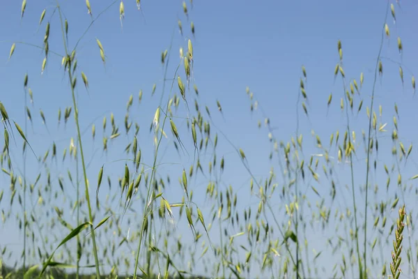 Field of young green Oats. Plantation of oats in the field - crop agricultural industry.