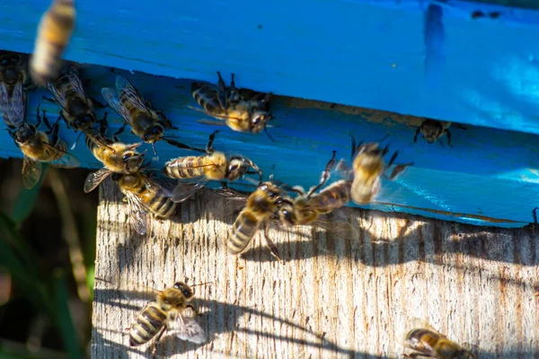 swarm of honey bees flying around beehive. Bees returning from collecting honey fly back to the hive. Honey bees on home apiary, apiculture concept.
