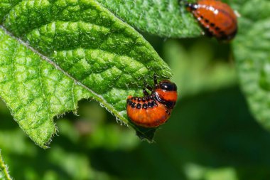 Colorado patates böceği larva ve böcekleri tarafından tahrip edilen patates yetiştiriciliği, Leptinotarsa decemlineata, Colorado böceği, on çizgili mızrak, on çizgili patates böceği,.