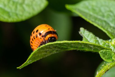 Colorado patates böceği larva ve böcekleri tarafından tahrip edilen patates yetiştiriciliği, Leptinotarsa decemlineata, Colorado böceği, on çizgili mızrak, on çizgili patates böceği,.