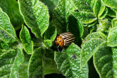 Colorado potato beetle eats green potato leaves closeup. Leptinotarsa decemlineata. Adult colorado beetle, pest invasion, parasite destroy potato plants, farm damage. Protecting plants concept.