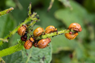 Colorado patates böceği - Patates çalıları üzerinde Leptinotarsa decemlineata. Bitkilerin ve tarımın baş belası. Böcek ilacıyla tedavi. Böcekler bitkilere zarar veren böceklerdir..