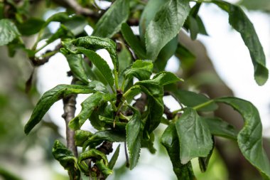 Siyah yaprak biti ve örümcek ağından etkilenmiş erik yapraklı dal. Erik yaprak bitleri, meyve ağacında siyah sinek bahçe haşerelerinden ciddi hasar görmüş. Seçici odak, yakın çekim, bulanık.