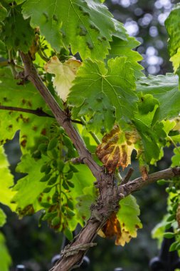 Colomerus vitis hastalığı olan Erinosis ile üzüm yaprakları.