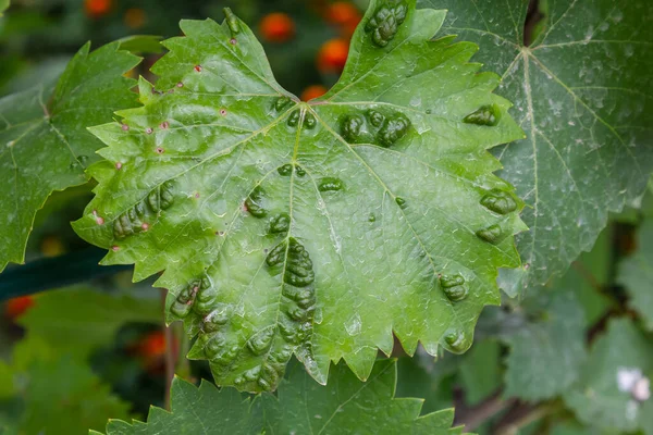 Liście Winorośli Erinozą Chorobą Roztoczy Colomerus Vitis — Zdjęcie stockowe