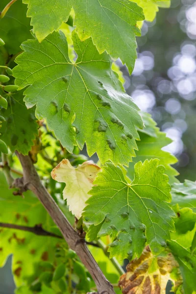 Folhas Videira Com Erinose Uma Doença Ácaro Colomerus Vitis — Fotografia de Stock