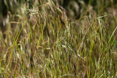 Bromus sterilis bitkisi, herhangi bir santha sterilisi, veya kısır brome, çiçek açarken Poaceae ailesine aittir. Yabani tahıl bitkisi Bromus sterilisi, her neyse...