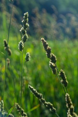 Baharda gün batımına karşı vahşi otlar Kuzey Atlantik Okyanusu 'nun önünde gün batımında. Tohumları ve polenleri bir kedi otuna, Dactylis glomerata' ya, bitkiye yakın tutun..