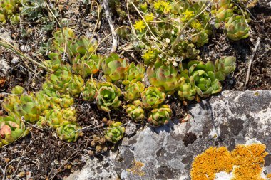 Sempervivum tectorum, sıradan Houseleek. Çiçek saksısında daimi bitki yetişiyor. Sempervivum doğada. Sonsuza kadar canlı bitki, sulu.
