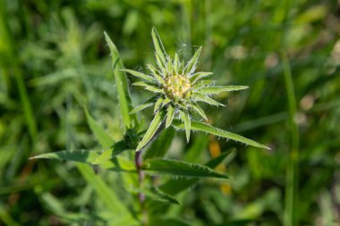 Carlina Biebersteinii doğada bitki yetiştiriyor. Carlina vulgaris ya da Carline devedikeni, Asteraceae Compositae ailesinden. Carlina corymbosa.