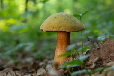 Suillellus luridus, formerly Boletus luridus, commonly known as the lurid bolete with forest trees in the background.