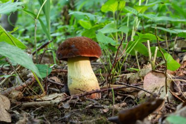 Örneğin Bay Bolete, Imleria Badia, Syn. : Boletus badius, Xerocomus badius.