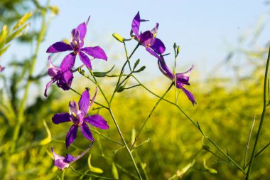 Vahşi Delphinium ya da Consolida Regalis, çatallanma ya da roket larkspur olarak bilinir. Tarla faresi, Ranunculaceae familyasının çiçek açan otçul bitkisidir. Parlak menekşe çiçekli floresan.
