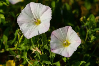 Field bindweed, Convolvulus arvensis European bindweed Creeping Jenny, Possession vine herbaceous perennial plant with open and closed white flowers surrounded with dense green leaves.