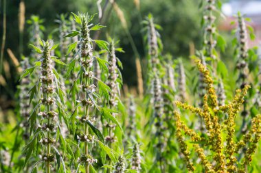 Leonurus cardiaca, known as motherwort. Other common names include throw-wort, lion's ear, and lion's tail. Medicinal plant. Grows in nature.