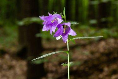 Campanula soluk borusu koyu arkaplanda çiçek açar. Yaz Ormanı.
