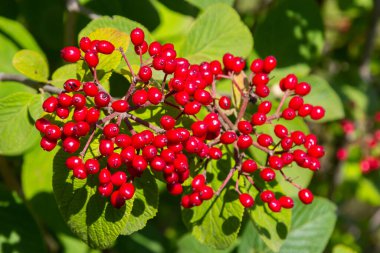 The fruit Viburnum lantana. Is an green at first, turning red, then finally black, wayfarer or wayfaring tree is a species of Viburnum.