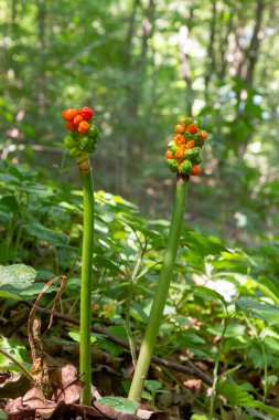 Kırmızı böğürtlenli arum maculatum. Ayrıca Cuckoo Pint veya Lords and Ladies olarak da bilinir. Zehirli orman bitkisi koyu yeşil arka planda, kopya alanı, yakın çekim alanı, seçilmiş odak noktası, dar alan derinliği..