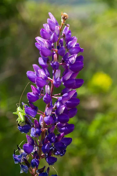 Blooming Purple Flowers Lupine Fodder Plants Lupinus Polyphyllus Growing Field — Stok fotoğraf