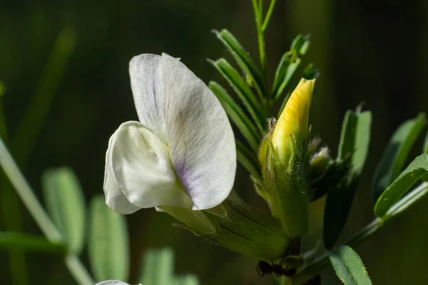 Vicia Barbazitae Vicia Laeta Fabaceae Σφηνάκι Άγρια Φυτά Την Άνοιξη — Φωτογραφία Αρχείου