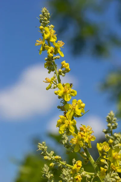 Mullein Verbascum Natural Environment Growth Plant Highly Valued Herbal Medicine —  Fotos de Stock