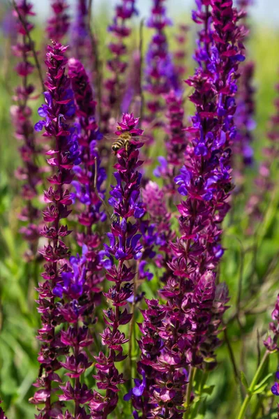 Macro Salvia Sage Blossoms Just Begins Bloom Salvia Deserta — Stockfoto