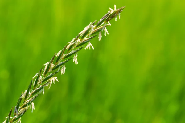 Natureza Uma Grama Sofá Elymus Repens Planta Cereal Cresce Prado — Fotografia de Stock