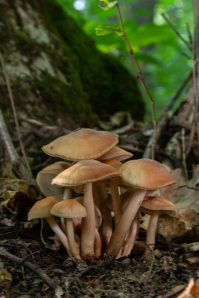 Small Mushroom Psathyrella Spadiceogrisea Dry Autumn Forest — Stockfoto