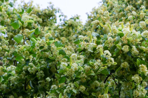 Linden tree flowers clusters tilia cordata, europea, small-leaved lime, littleleaf linden bloom. Pharmacy, apothecary, natural medicine, healing herbal tea, aromatherapy. Spring background.